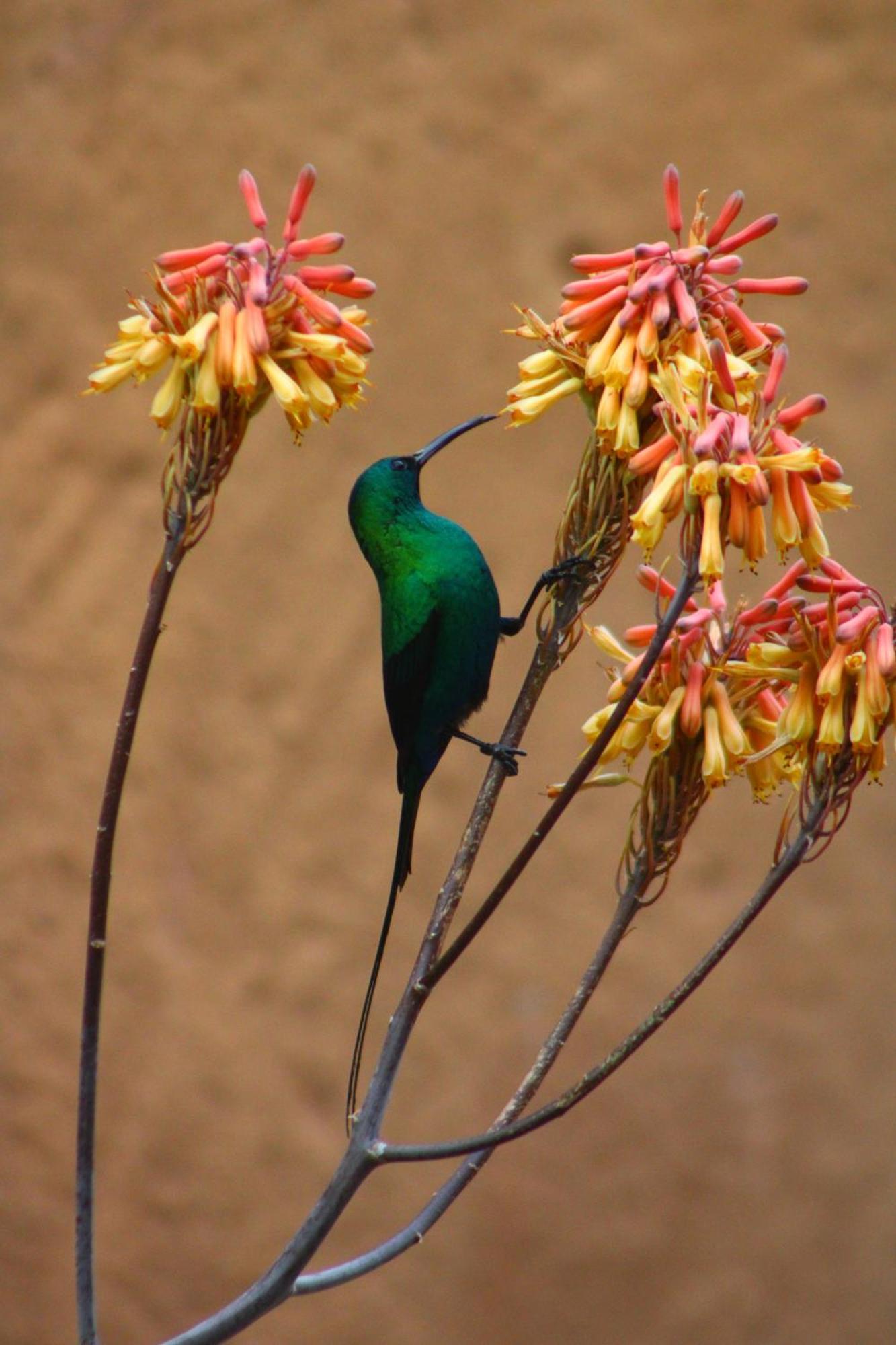 Bosch Luys Kloof Nature Reserve Ладисмит Екстериор снимка