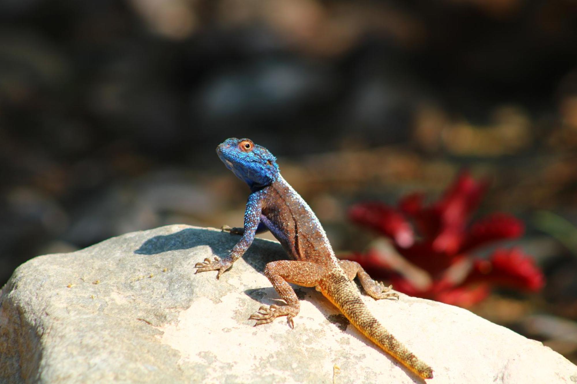 Bosch Luys Kloof Nature Reserve Ладисмит Екстериор снимка