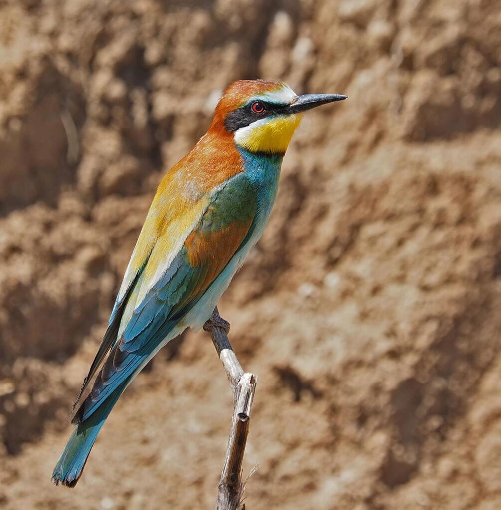Bosch Luys Kloof Nature Reserve Ладисмит Екстериор снимка
