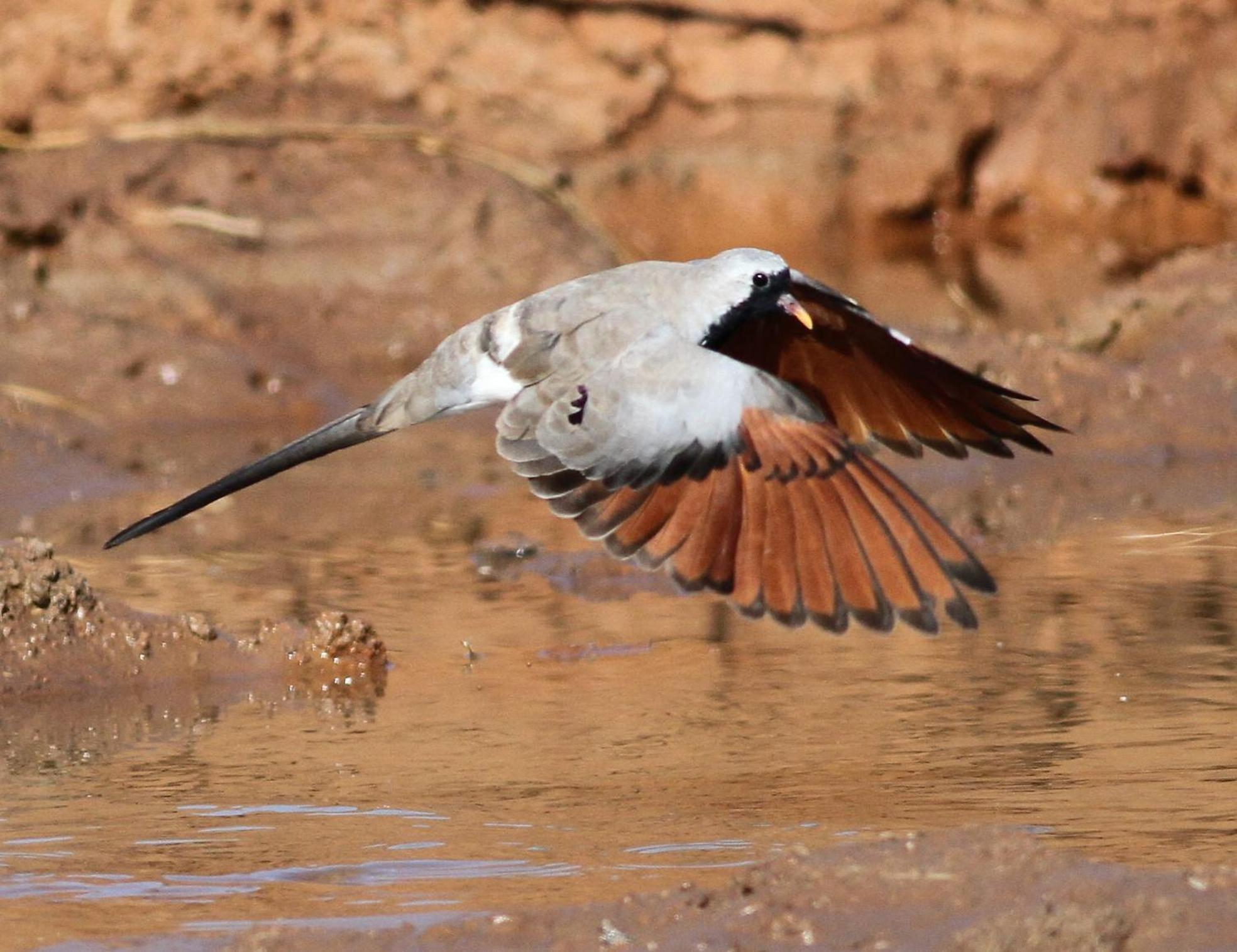 Bosch Luys Kloof Nature Reserve Ладисмит Екстериор снимка