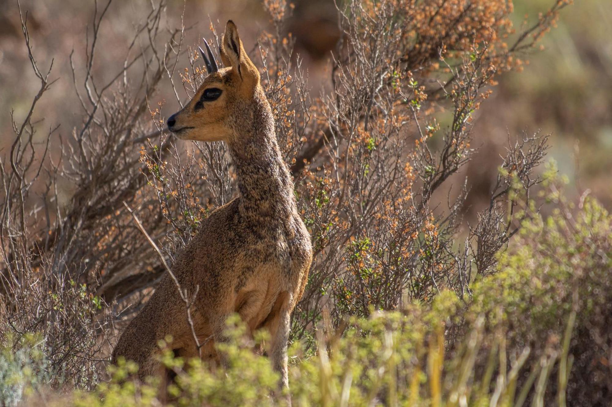 Bosch Luys Kloof Nature Reserve Ладисмит Екстериор снимка