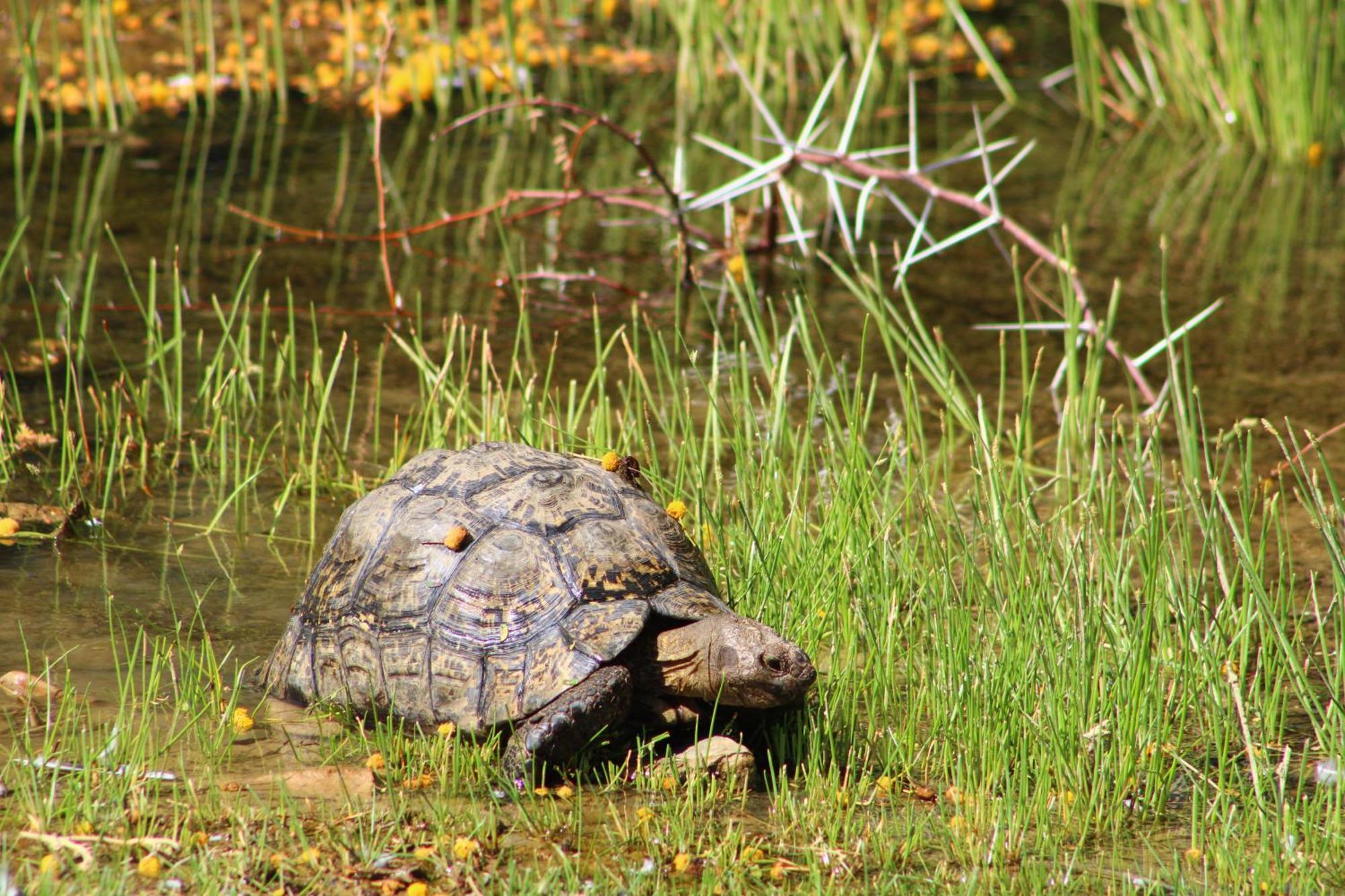 Bosch Luys Kloof Nature Reserve Ладисмит Екстериор снимка