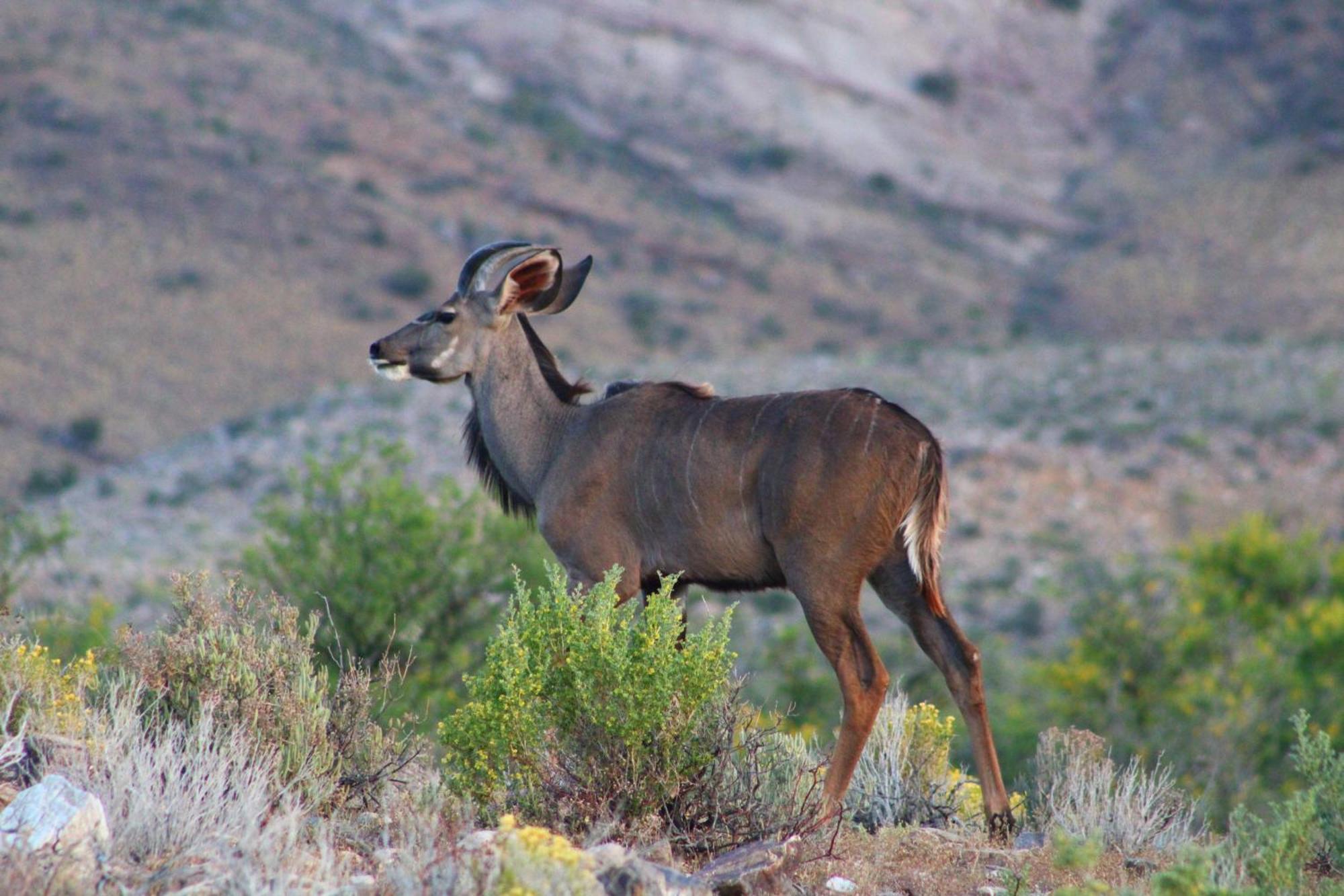 Bosch Luys Kloof Nature Reserve Ладисмит Екстериор снимка