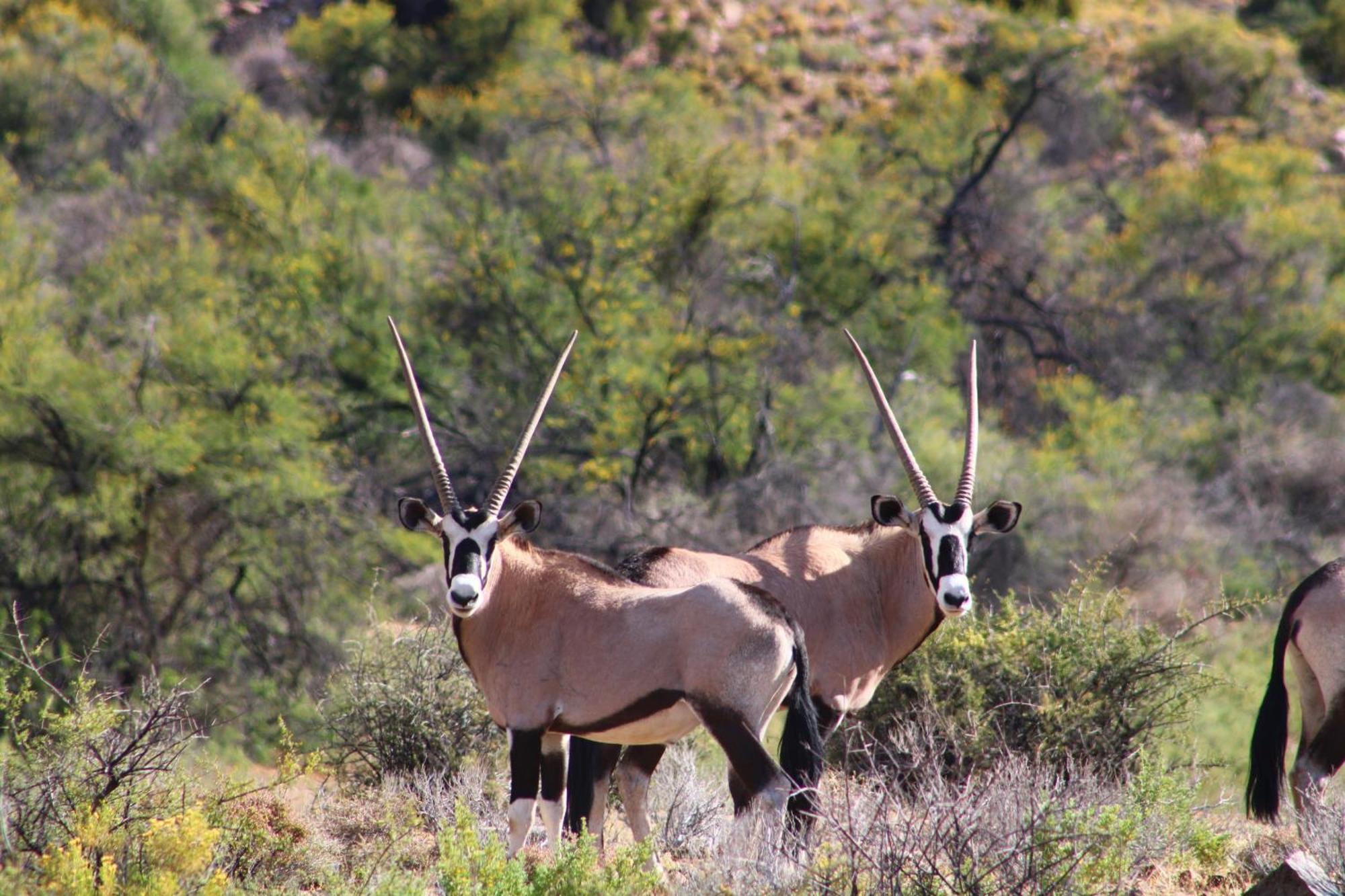 Bosch Luys Kloof Nature Reserve Ладисмит Екстериор снимка