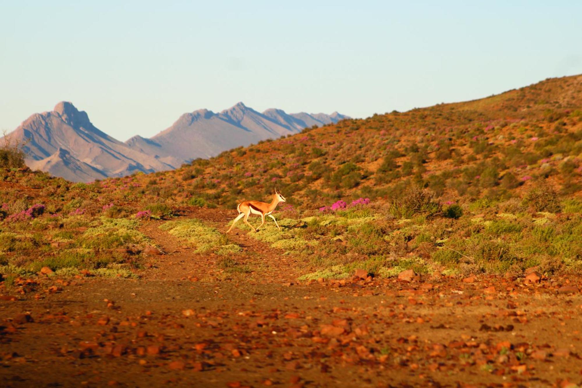 Bosch Luys Kloof Nature Reserve Ладисмит Екстериор снимка